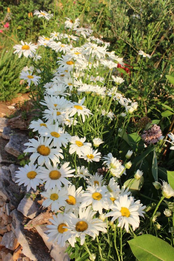 TulisevicaMary'S Garden别墅 外观 照片