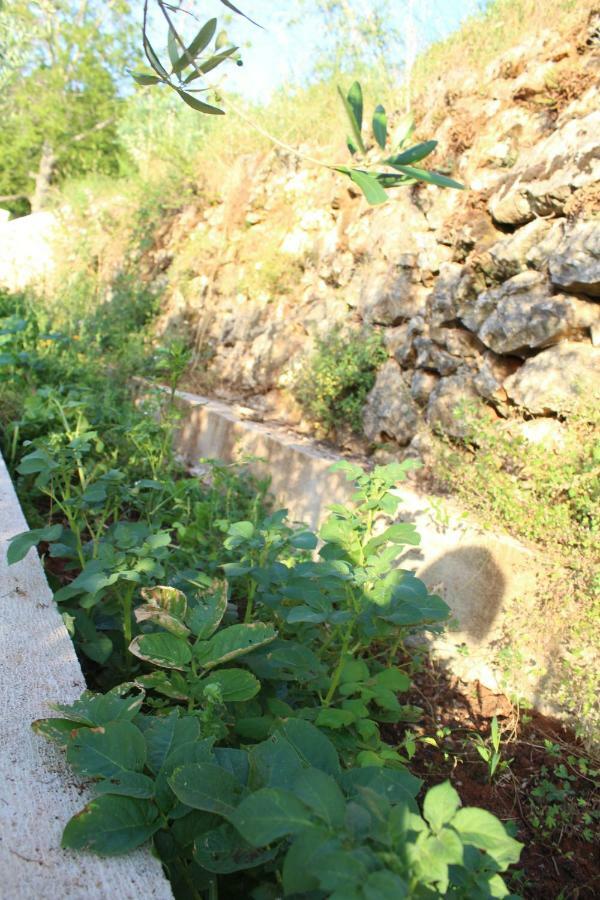 TulisevicaMary'S Garden别墅 外观 照片